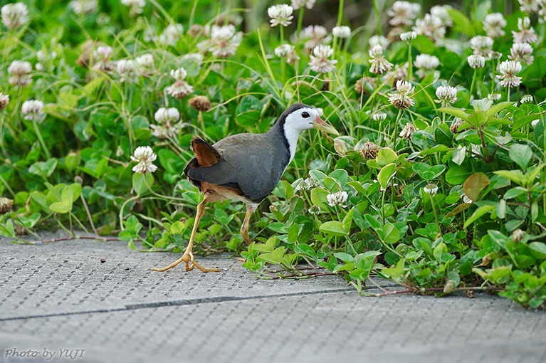 Do you know about shiroharakuina?